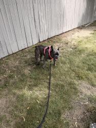 Reunited Female Dog last seen Brayton , Fall River, MA 02721