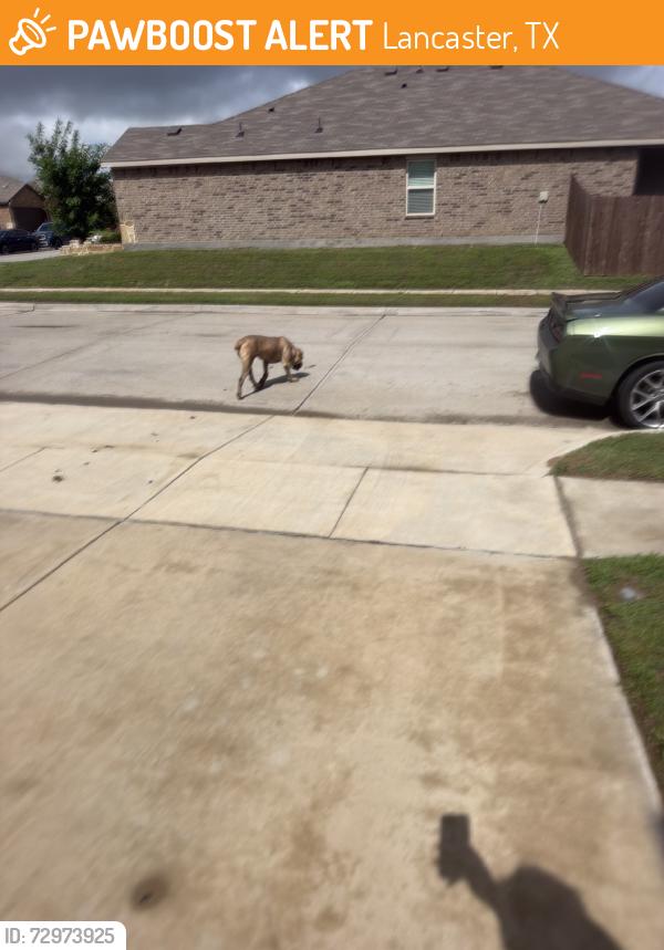 Found/Stray Male Dog last seen Passage Way, Lancaster, TX 75146