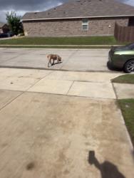 Found/Stray Male Dog last seen Passage Way, Lancaster, TX 75146