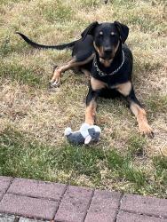 Reunited Female Dog last seen Near NE Failing, Portland, OR 97213