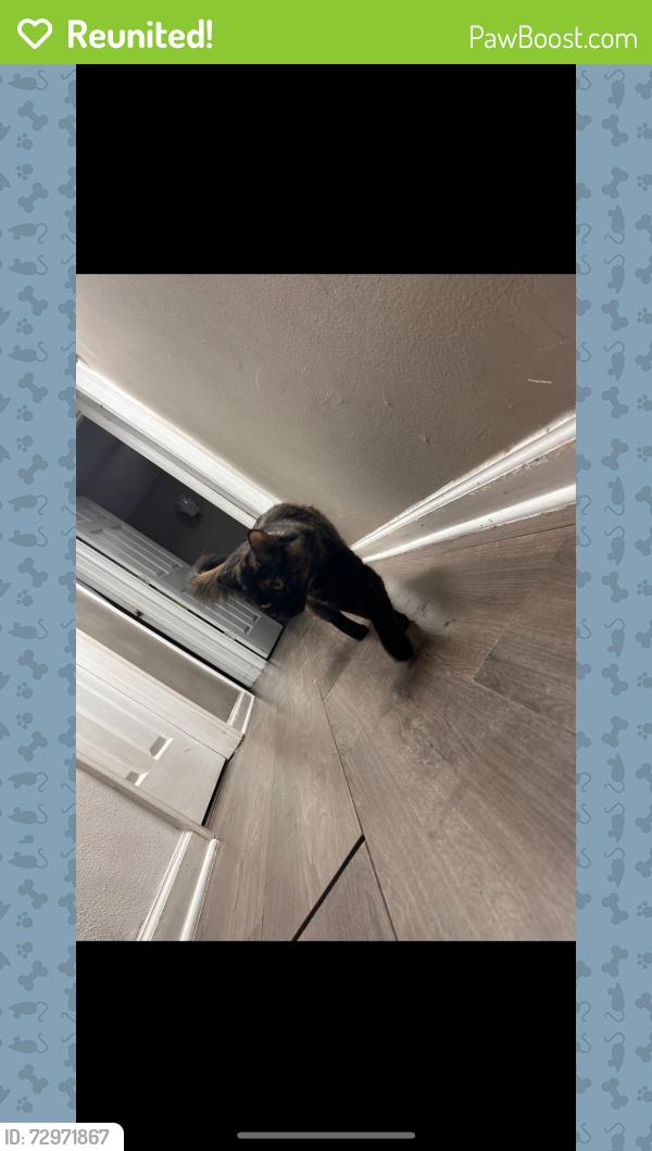 Reunited Female Cat last seen mercury st and plymouth abe, Altamonte Springs, FL 32701