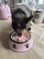 Reunited Female Cat last seen St George's Gardens, Denton, Denton, England 