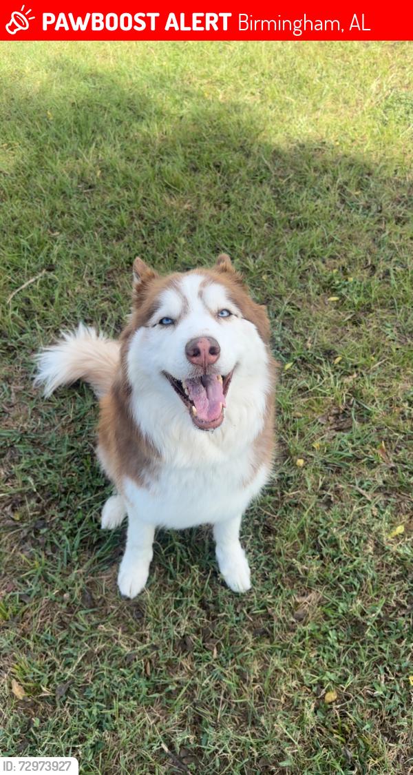 Deceased Female Dog last seen By overton road close to the dairy queen, Birmingham, AL 35210