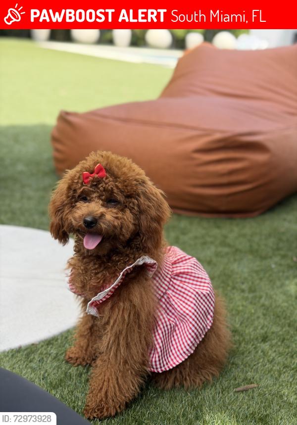 Lost Female Dog last seen 64th st 74th ave, South Miami, FL 33143