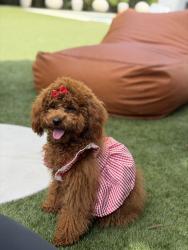 Lost Female Dog last seen 64th st 74th ave, South Miami, FL 33143