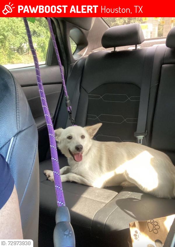 Lost Female Dog last seen Brittmoore and little york 77041, Houston, TX 77043