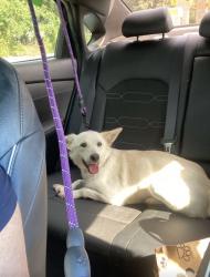 Lost Female Dog last seen Brittmoore and little york 77041, Houston, TX 77043