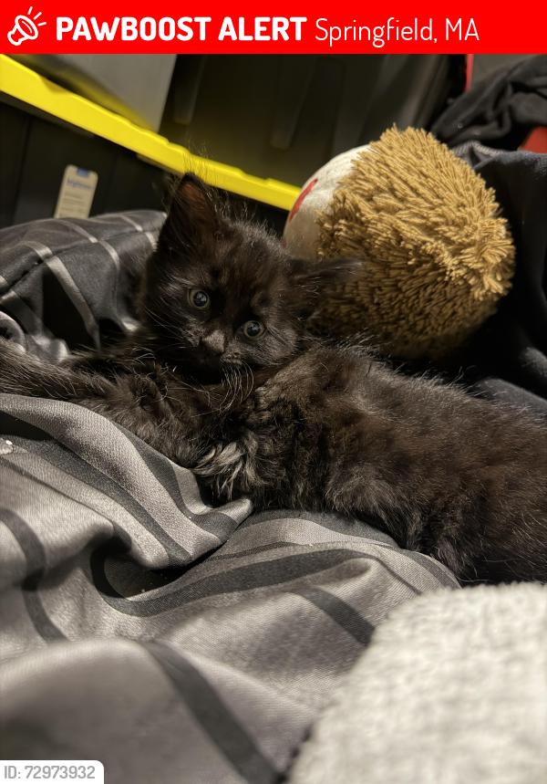 Lost Female Cat last seen Main st, Springfield, MA 01107