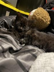 Lost Female Cat last seen Main st, Springfield, MA 01107