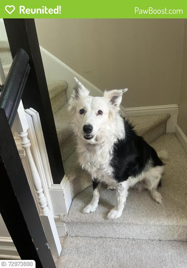 Reunited Female Dog last seen Litchford rd, North Raleigh , Raleigh, NC 27615