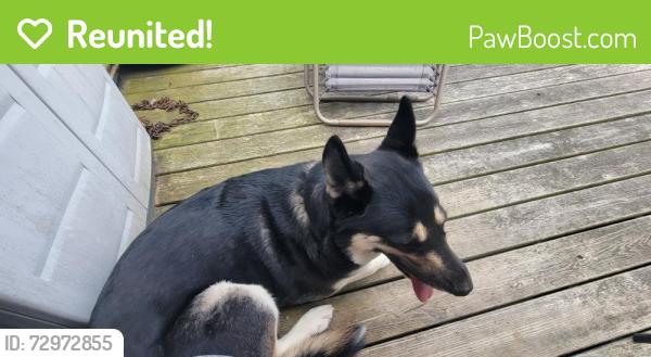 Reunited Female Dog last seen Apollo football field , Apollo, PA 15613