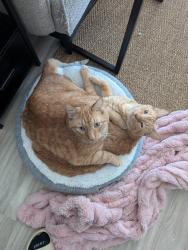 Lost Male Cat last seen Landon street, Olathe, KS 66061