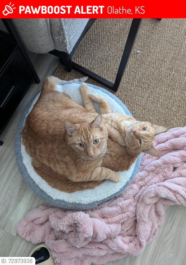 Lost Male Cat last seen Landon street, Olathe, KS 66061