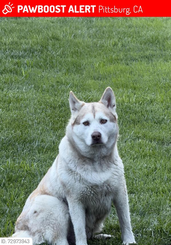 Lost Female Dog last seen Highlands Park , Pittsburg, CA 94565