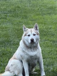 Lost Female Dog last seen Highlands Park , Pittsburg, CA 94565