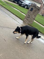 Found/Stray Female Dog last seen long prairie dr and and fieldstone dr, Forney, TX 75126