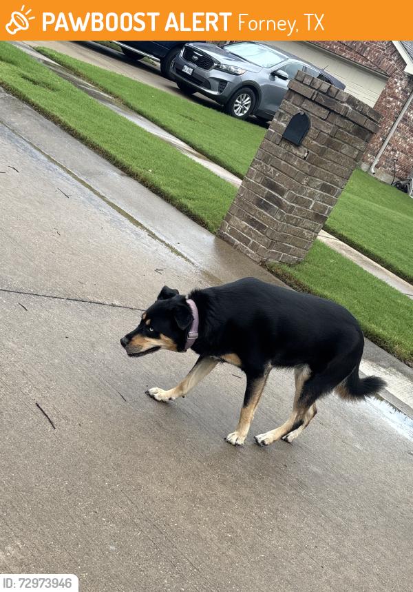 Found/Stray Female Dog last seen long prairie dr and and fieldstone dr, Forney, TX 75126