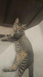Lost Male Cat last seen Rustic rail rv park hwy 175, Kaufman, TX 75142