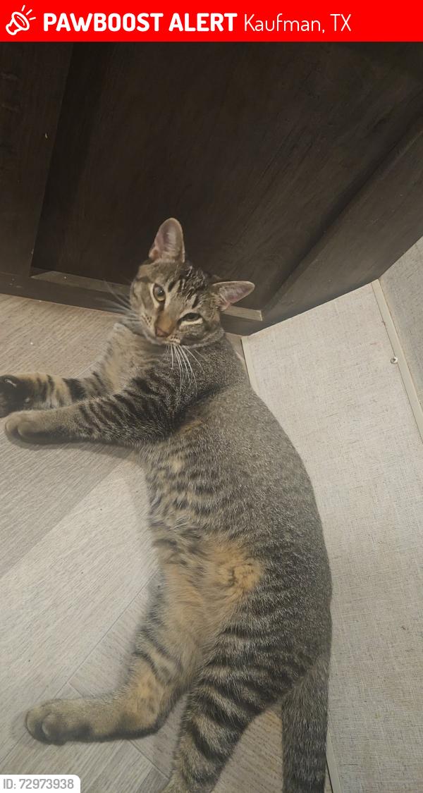 Lost Male Cat last seen  Rustic rail rv park hwy 175, Kaufman, TX 75142