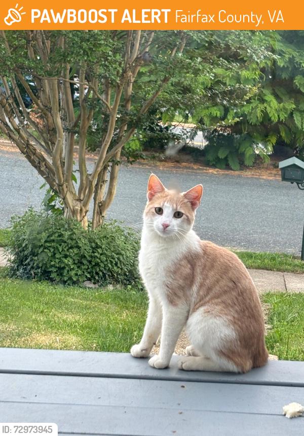 Found/Stray Unknown Cat last seen Magarity road and Fischer road intersection , Fairfax County, VA 22043