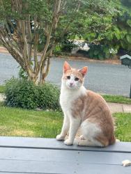Found/Stray Unknown Cat last seen Magarity road and Fischer road intersection , Fairfax County, VA 22043