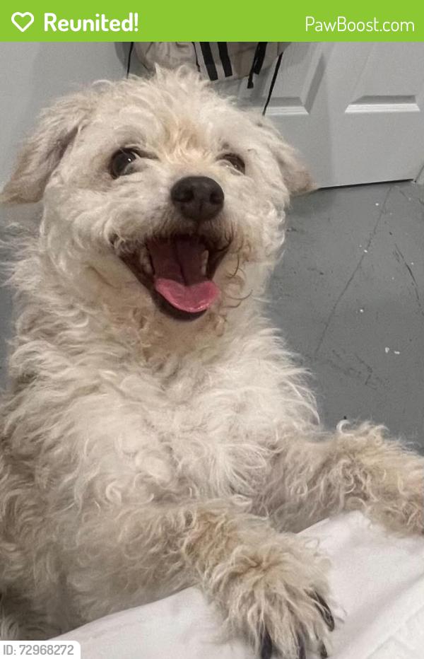 Reunited Male Dog last seen Middle school 42 street , Omaha, NE 68107