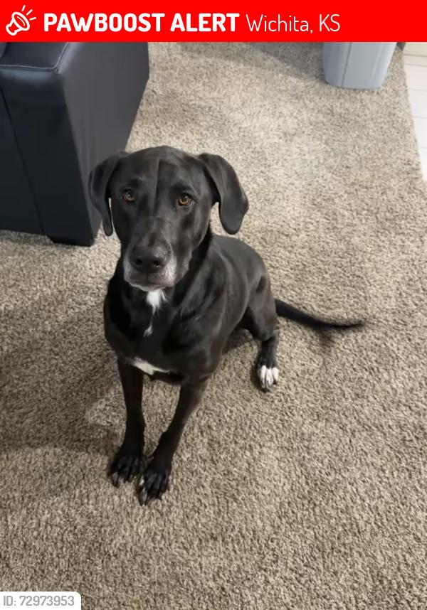 Lost Female Dog last seen Central/Ridge , Wichita, KS 67212