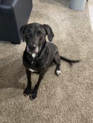 Lost Female Dog last seen Central/Ridge , Wichita, KS 67212