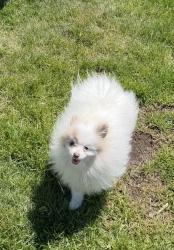 Lost Male Dog last seen Beacon and Boise Avenue , Boise, ID 83706