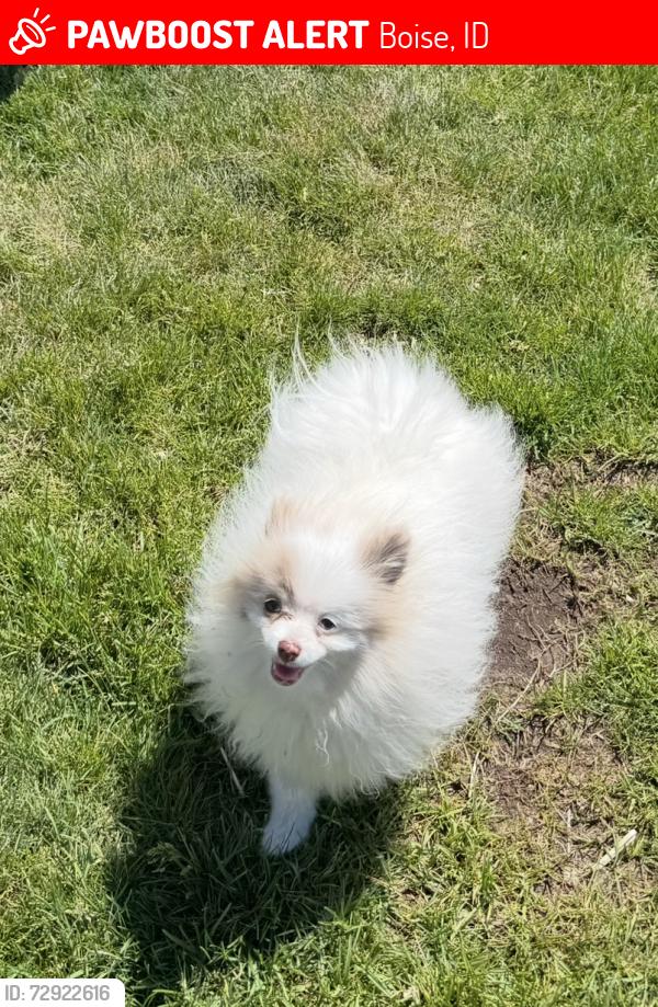 Lost Male Dog last seen Beacon and Boise Avenue , Boise, ID 83706