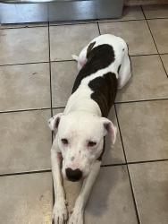 Reunited Female Dog last seen Timberland Boulevard, right off of park vista , Keller, TX 76244
