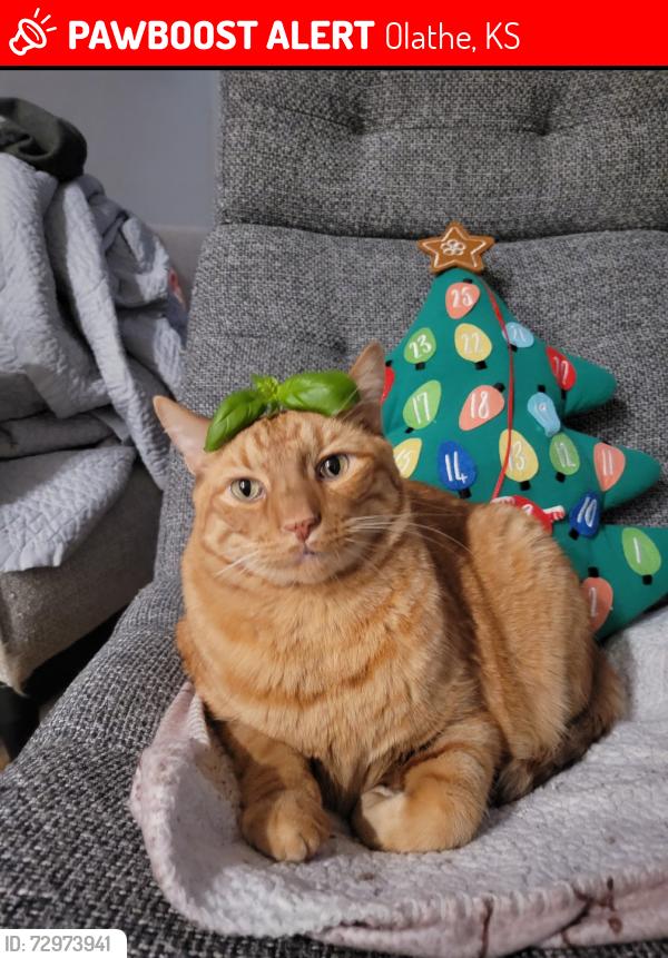 Lost Male Cat last seen Landon St. , Olathe, KS 66061