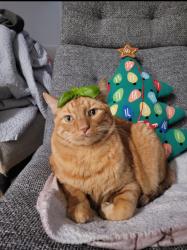 Lost Male Cat last seen Landon St. , Olathe, KS 66061