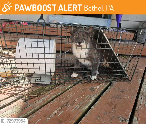 Found/Stray Unknown Cat last seen Route 501 near Appalachian trail., Bethel, PA 19507