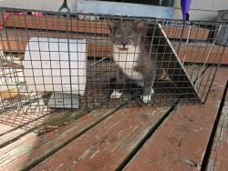 Found/Stray Unknown Cat last seen Route 501 near Appalachian trail., Bethel, PA 19507