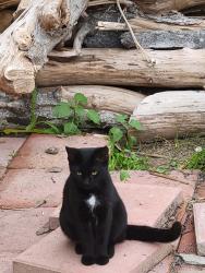 Lost Female Cat last seen Nellis and Sahara , Las Vegas, NV 89142