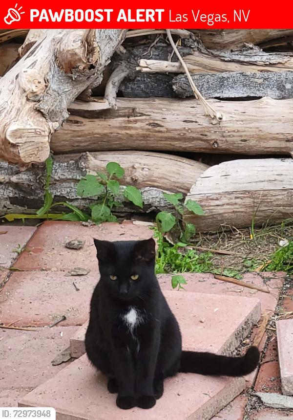 Lost Female Cat last seen Nellis and Sahara , Las Vegas, NV 89142