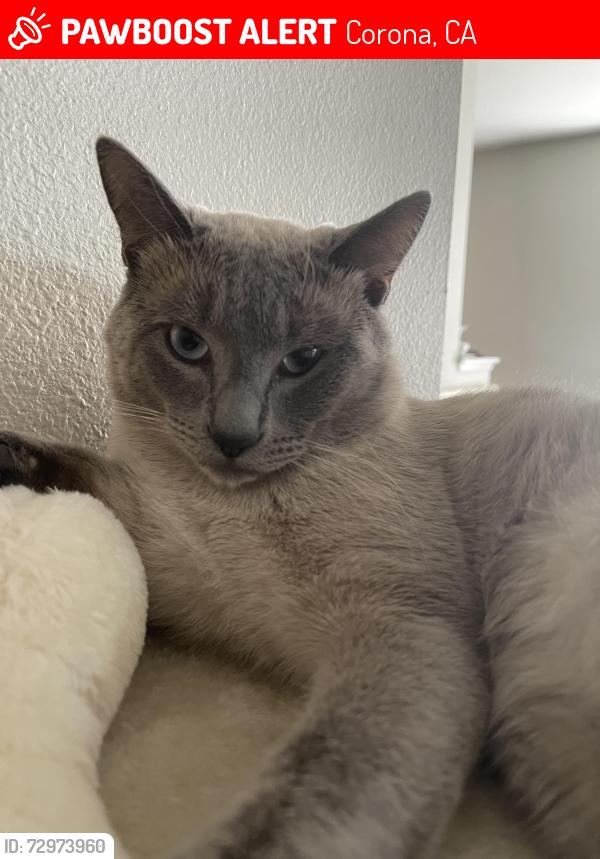Lost Male Cat last seen McKinley and promenade, Corona, CA 92879