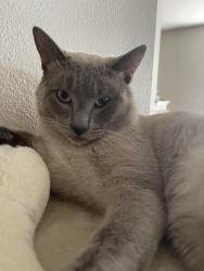 Lost Male Cat last seen McKinley and promenade, Corona, CA 92879