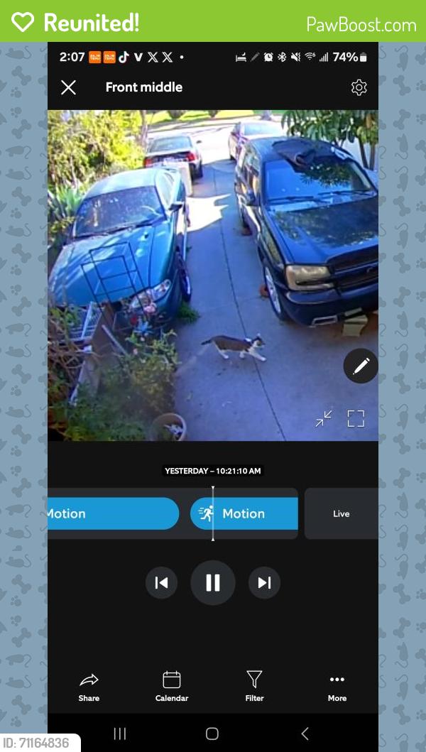 Reunited Male Cat last seen Near willimet way hayward, Hayward, CA 94544
