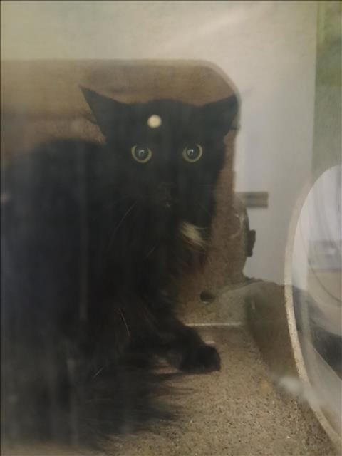 Shelter Stray Unknown Cat last seen , 1850 W 60th St, Los Angeles, CA 90047, USA