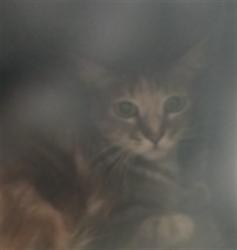 Shelter Stray Female Cat last seen , 1850 W 60th St, Los Angeles, CA 90047, USA