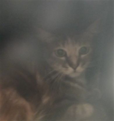 Shelter Stray Female Cat last seen , 1850 W 60th St, Los Angeles, CA 90047, USA