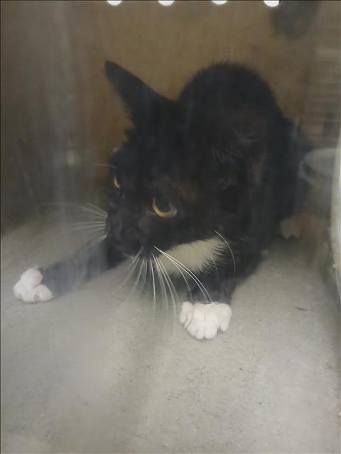 Shelter Stray Unknown Cat last seen , 1850 W 60th St, Los Angeles, CA 90047, USA