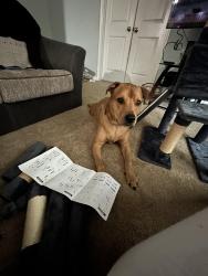 Lost Male Dog last seen Richland Hills Subdivision , Wake Forest, NC 27587