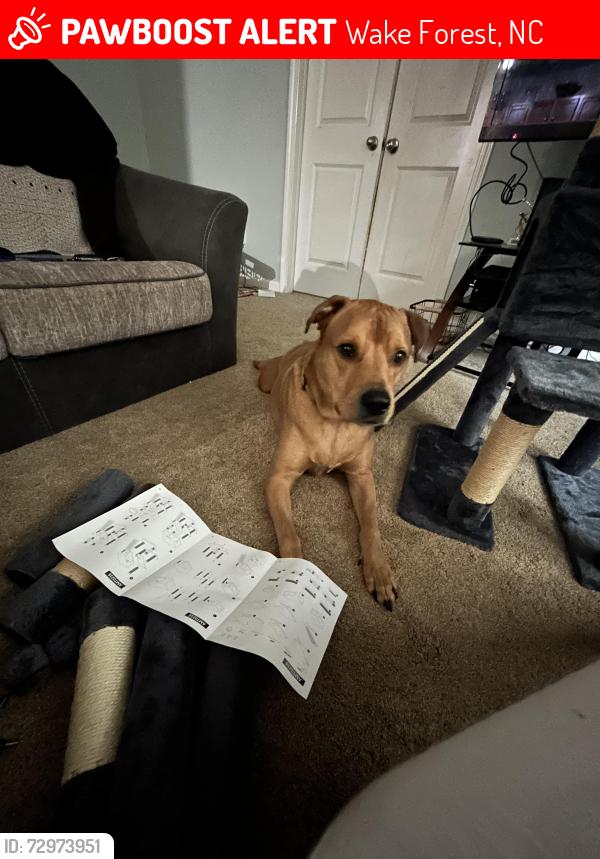 Lost Male Dog last seen Richland Hills Subdivision , Wake Forest, NC 27587