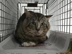 Shelter Stray Male Cat last seen Near BLOCK MONROE ST, HOLLYWOOD FL 33020, Davie, FL 33312