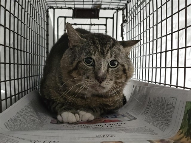 Shelter Stray Male Cat last seen Near BLOCK MONROE ST, HOLLYWOOD FL 33020, Davie, FL 33312
