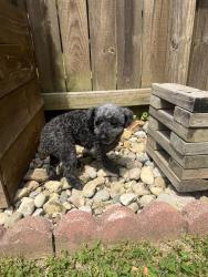 Reunited Male Dog last seen Hammann drive and van fleet , Amelia, OH 45102