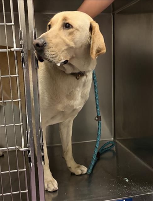 Shelter Stray Male Dog last seen Near BLOCK E CARSON, Long Beach, CA 90815